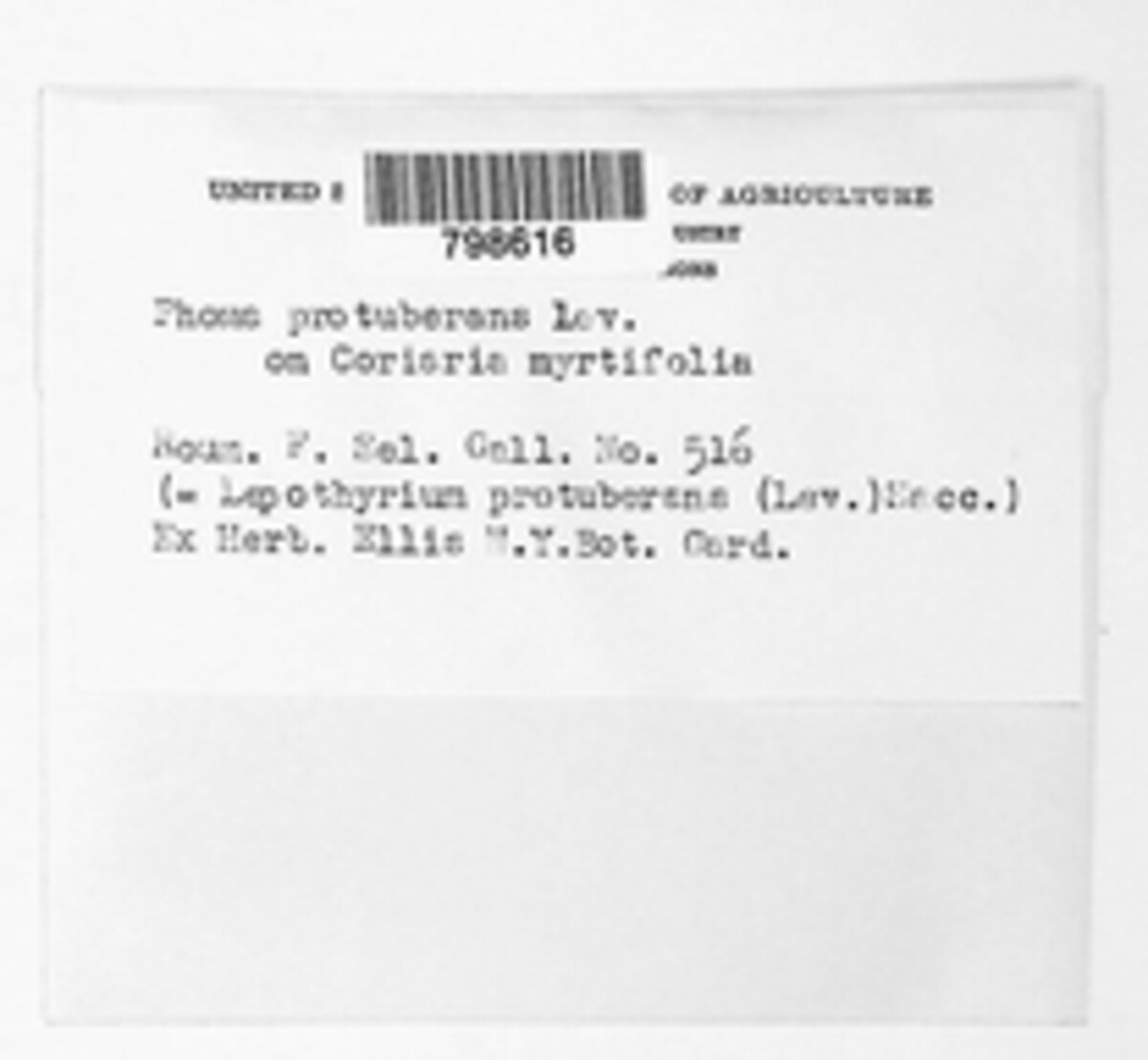 Didymella protuberans image